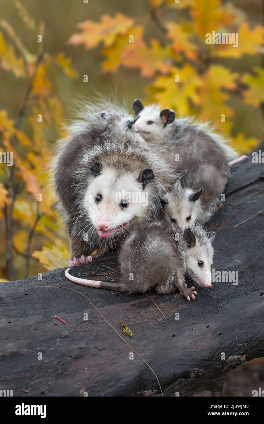 Delph Animals Virginia Opossum (Didelphis virginiana) Steps Forward Surrounded by ...