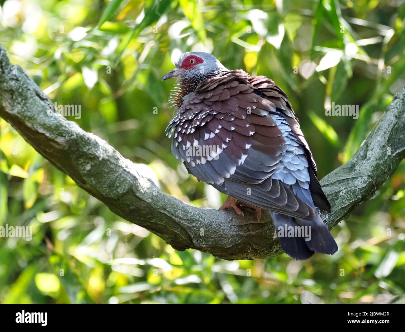 Closeup speckled pigeon (Columba guinea), or African rock pigeon perched on branch and seen from behind Stock Photo