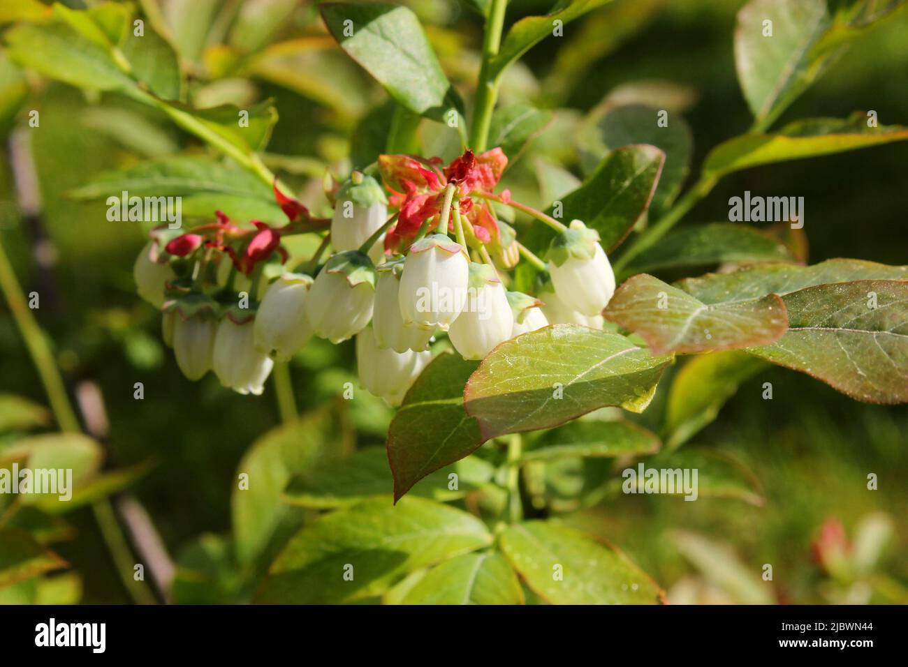 Blueberry (Vaccinium corymbosum) white blossoms and buds on a bush. Blueberry bud twig. Summertime. Close-up. Stock Photo