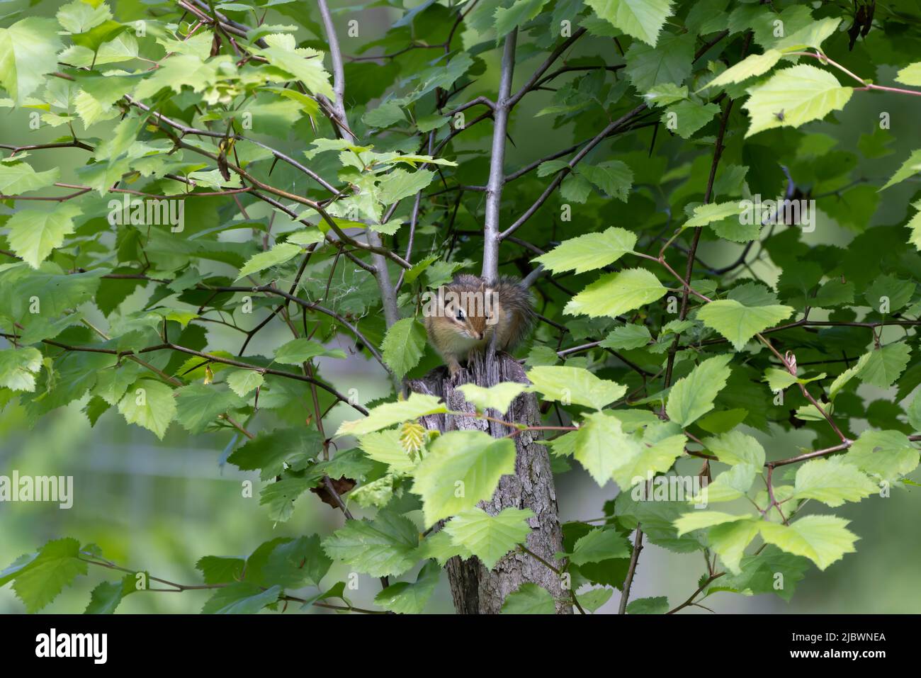 Tamias Spring Chipmunk home hi-res stock photography and images - Alamy