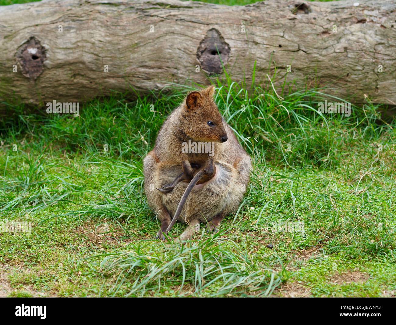 Affectionate loving female Quokka with a joey in her pouch. Stock Photo