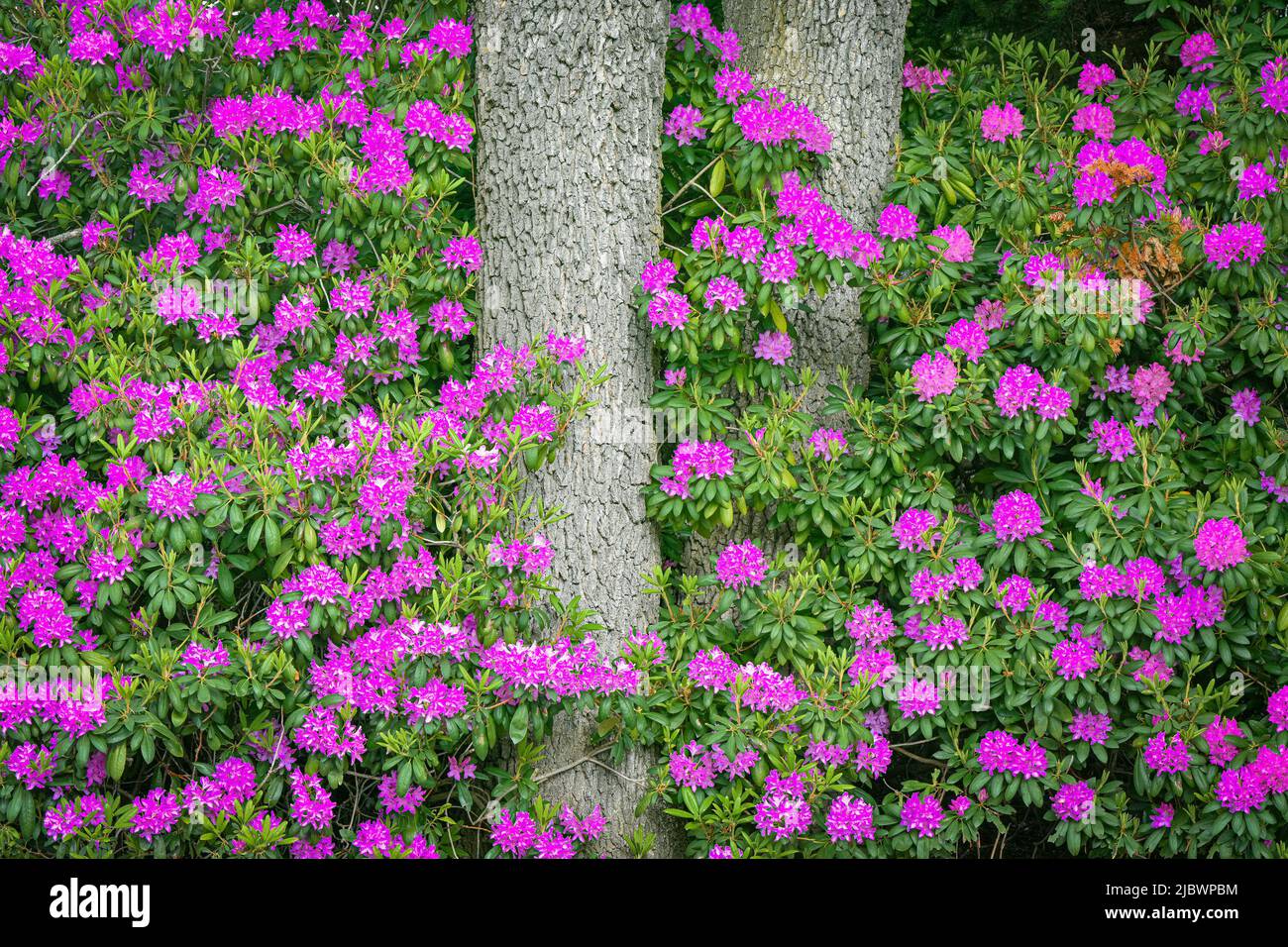 Pink Rhododendron flowers, Government House,  Victoria, British Columbia, Canada Stock Photo