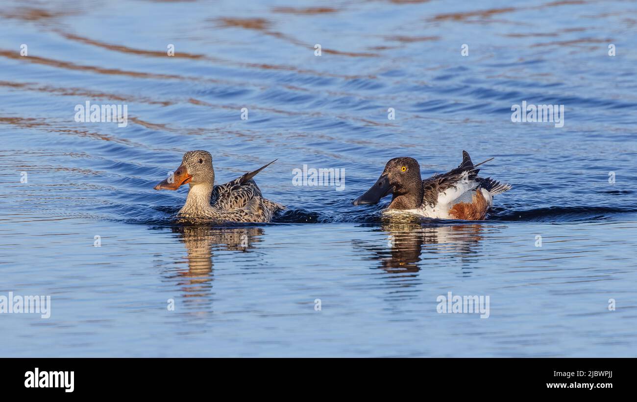 Shovel shaped beak hires stock photography and images Alamy