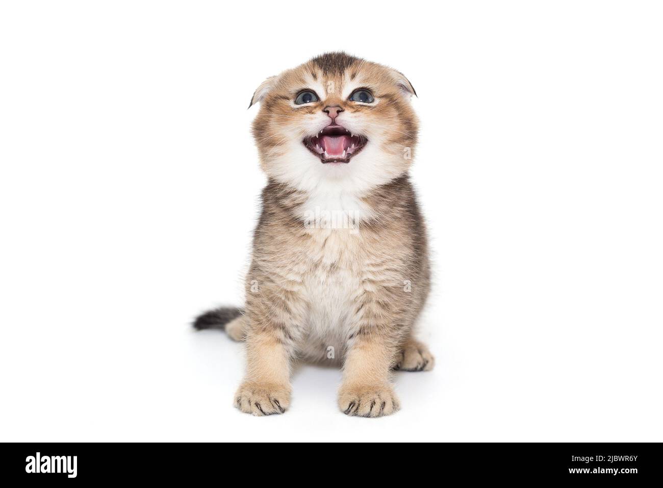 Small Scottish kitten meows loudly isolated on a white background Stock Photo