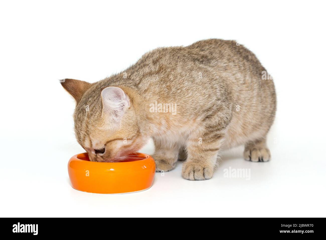 Young Scottish cat eats food from an orange bowl, isolated on a white