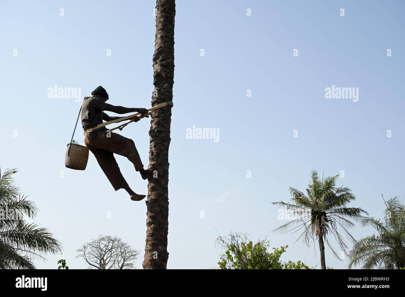 SENEGAL, Casamance, Ziguinchor, Diola village BASSÈRÉ, oil palm / Ölpalme Stock Photo