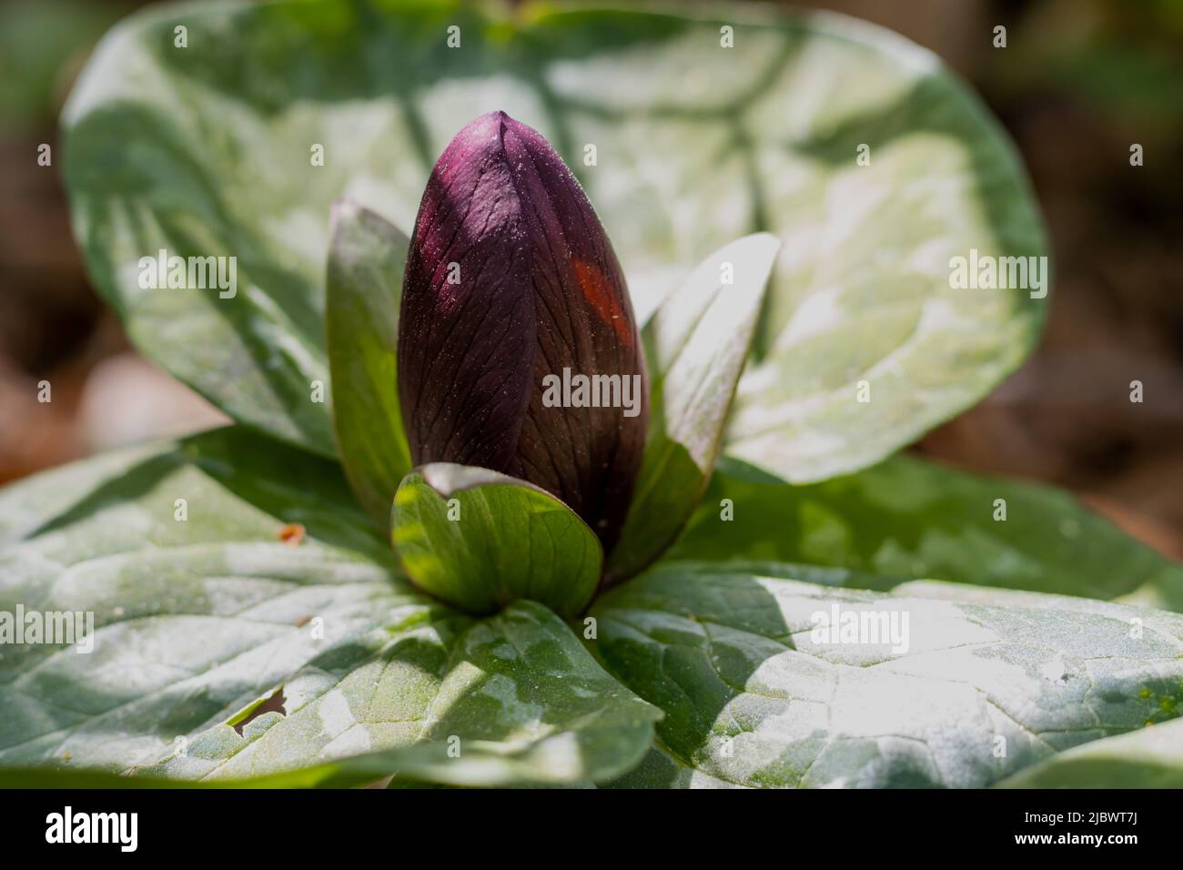 Maroon-Colored Trillium Flower Bud and Green Leaves Stock Photo