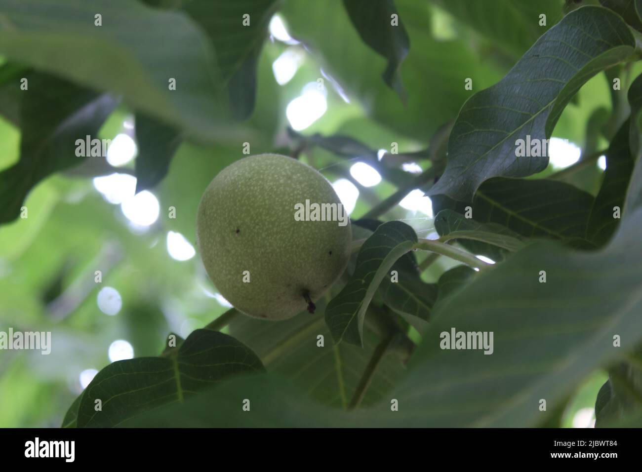 Walnut garden hires stock photography and images Alamy