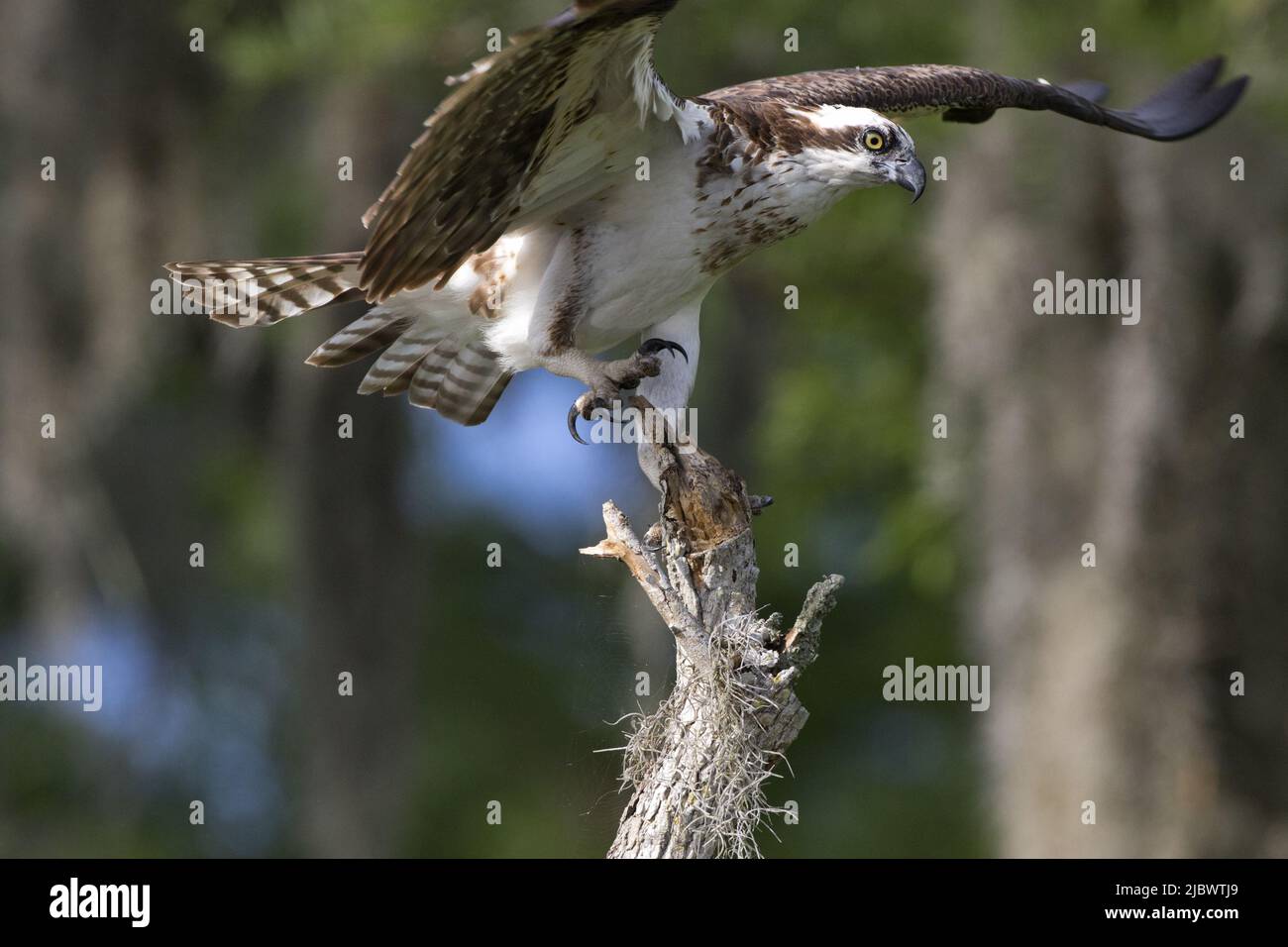 Beautiful, wild osprey landing on tree perch at Blue Cypress Lake in Florida, United States is raptor symbol of fierce freedom Stock Photo