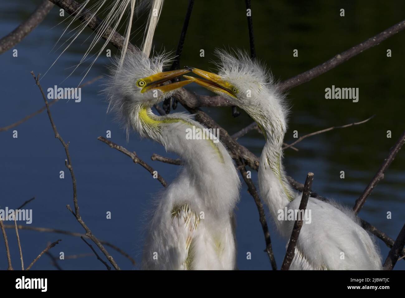 Two egret chicks cross beaks in natural competition and play in nest of Wakohadatchee Wetlands in Delray Beach, Florida Stock Photo