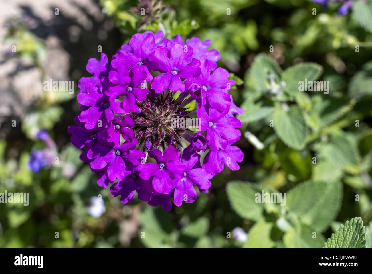 Single purple verbena flower close Up Stock Photo