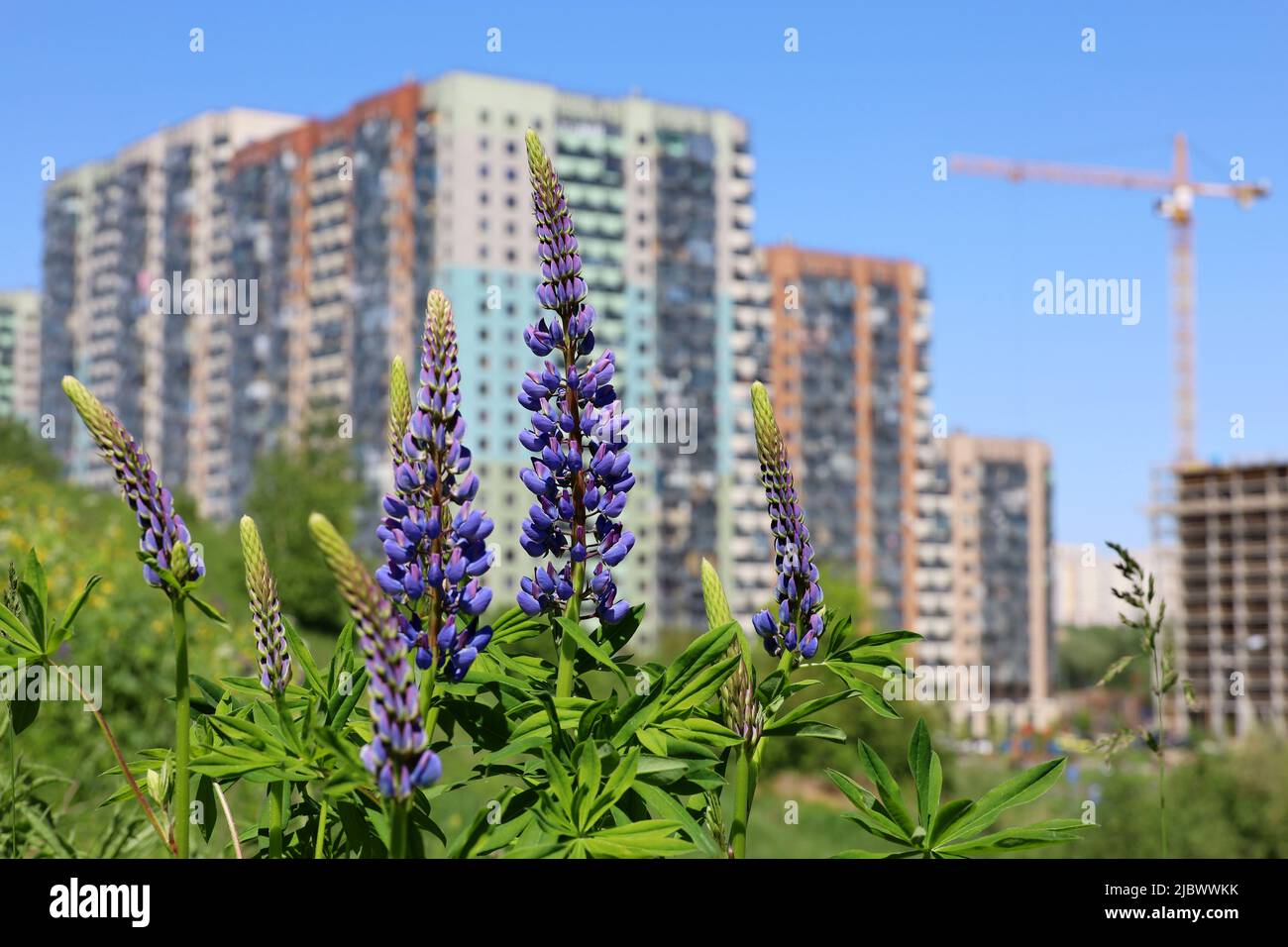 View through lupine flowers to new residential buildings and construction crane. Summer meadow, concept of real estate in ecologically clean area Stock Photo
