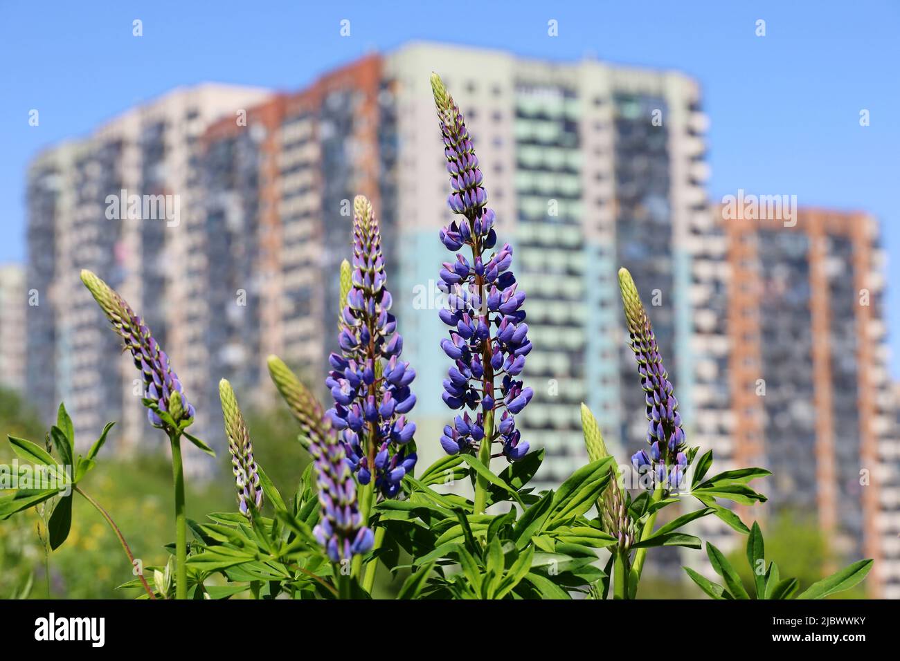 View through purple lupine flowers to new residential buildings. Summer meadow, concept of real estate in ecologically clean area Stock Photo
