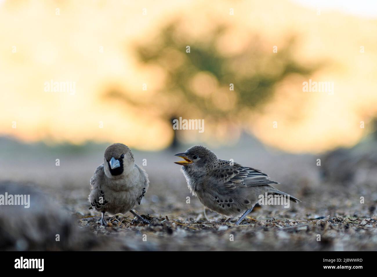 Sociable Weaver bird (Philetairus socius) on the grownd Stock Photo - Alamy