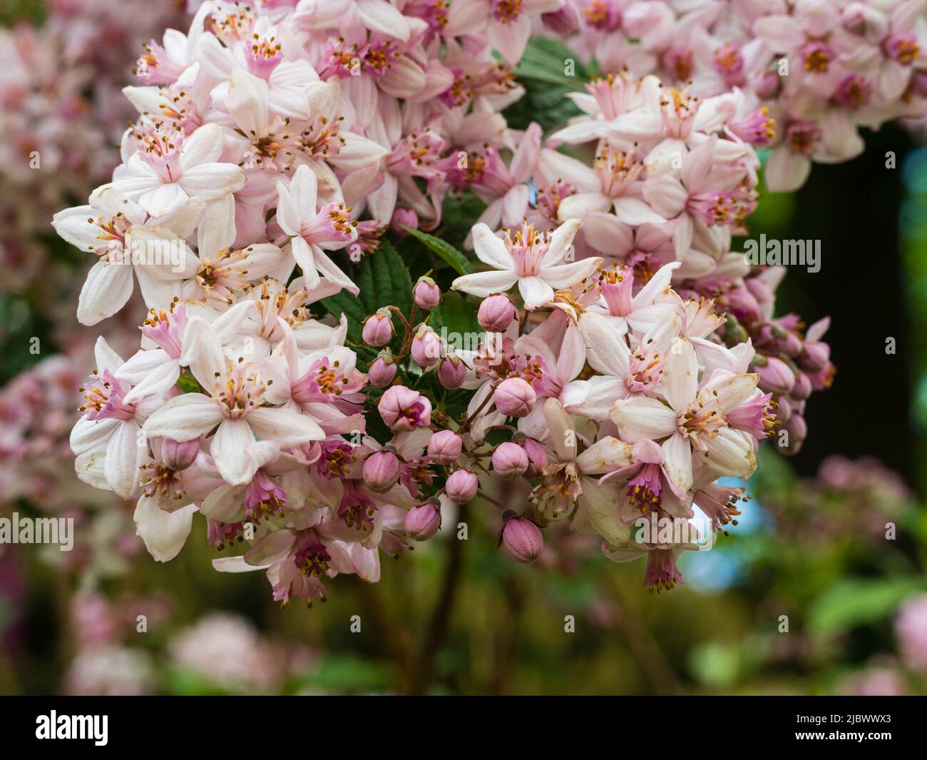 Pink and white flowers of the hardy, early summer flowering deciduous shrub, Deutzia x hybrida Mont Rose Stock Photo