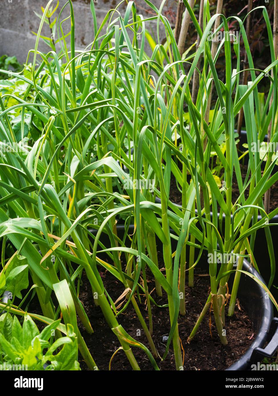Maturing plants of hardneck Garlic, Allium sativum var. ophioscorodon, 'Edenrose' growing in a 24inch shrub tub Stock Photo