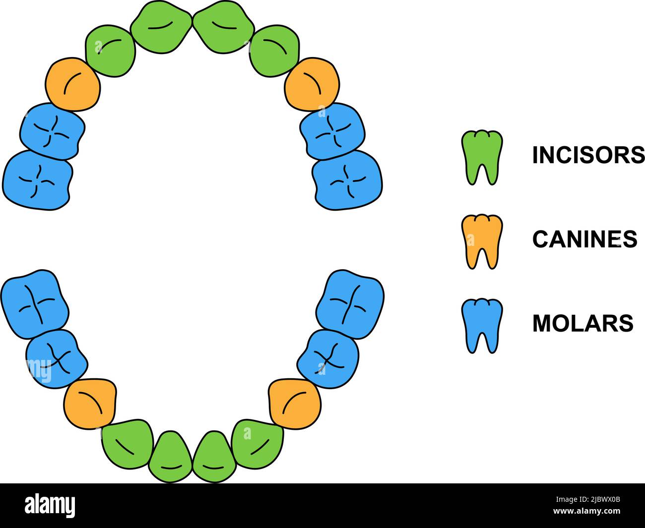Can Baby Get Canine Teeth Before Molars