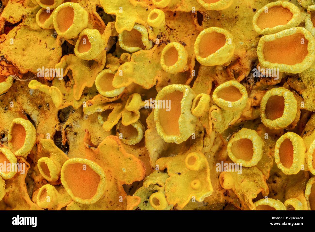 Yellow maritime sunburst lichen - Xanthoria parietina - abstract microscope detail, 4x magnification, image width = 8mm Stock Photo