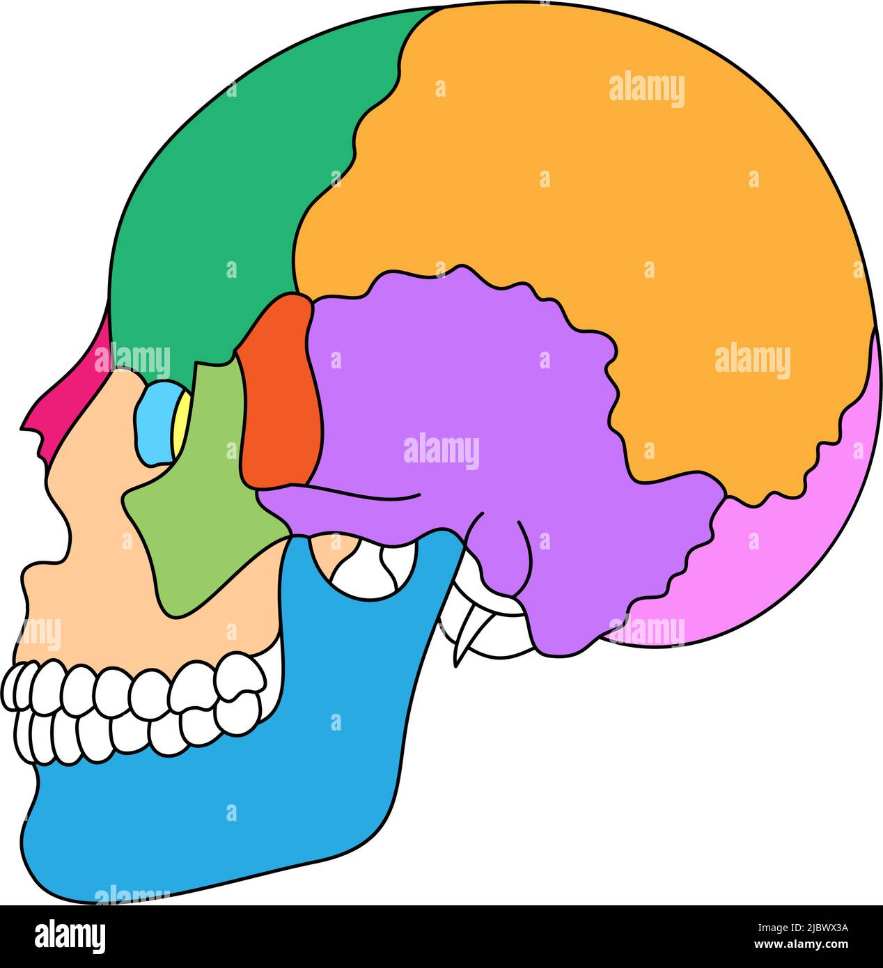 Human skull bones anatomy. Colored cranial parts structure. Human head diagram vector illustration. Stock Vector