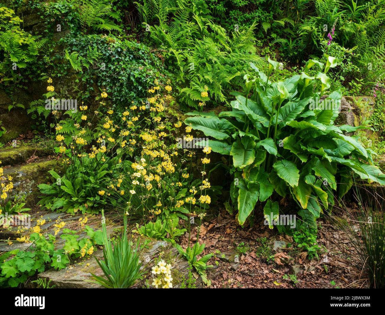 Large leaved green and white spathed calla lily, Zantedeschia aethiopica 'Green Goddess' grows next to the candelabra primula, Primula helodoxa Stock Photo