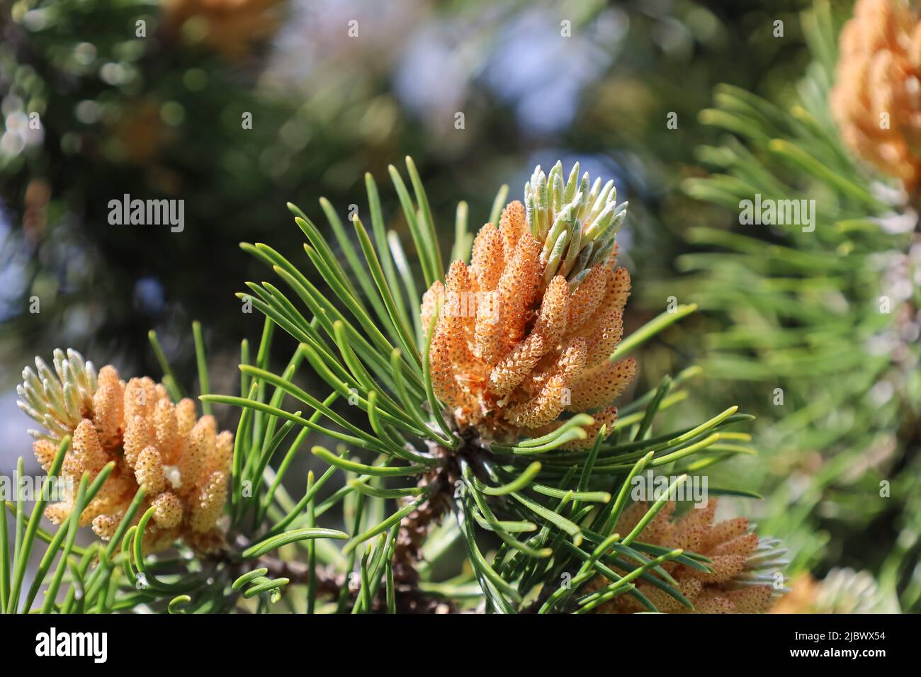 Blossom of Pinus mugo. Male pollen producing strobili. New shoots in spring of dwarf mountain pine. Conifer cone. Yellow cluster pollen-bearing male Stock Photo
