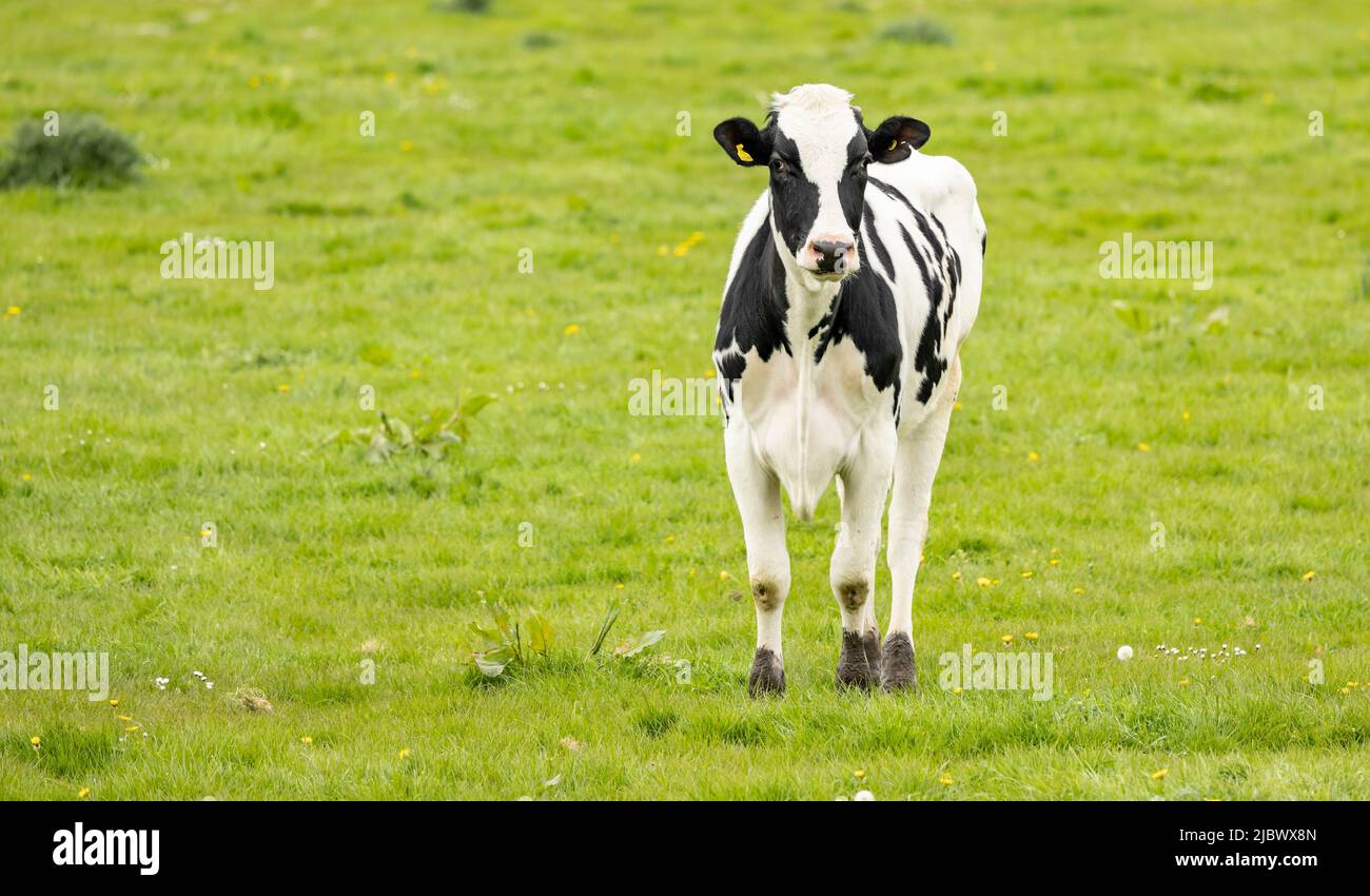 black and white cow standing looking towards camera in a green field ...