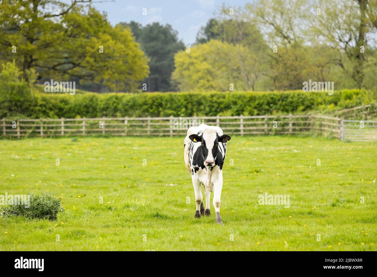 black and white cow standing looking towards camera in a green field Stock Photo