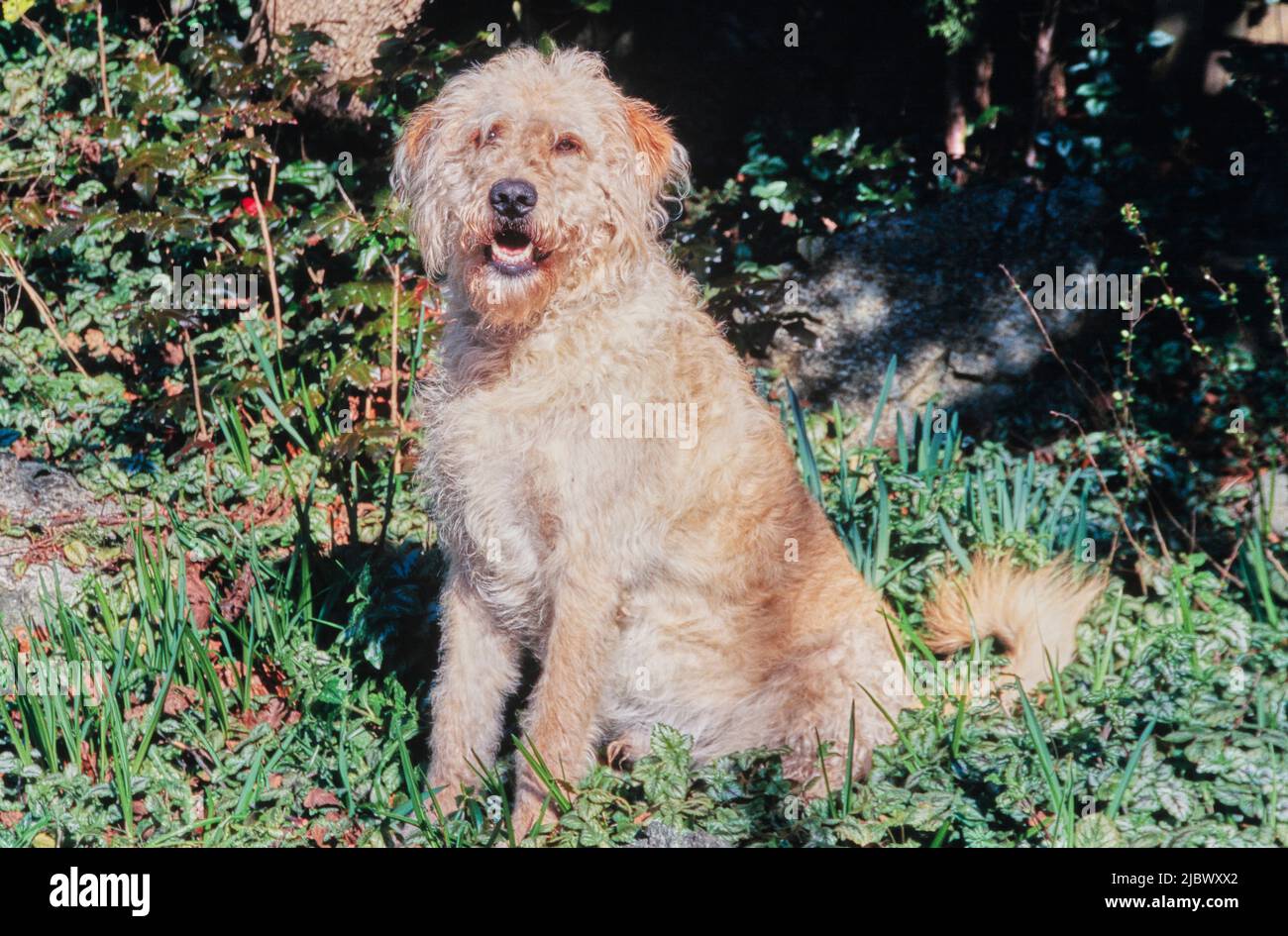 A Labradoodle in grass Stock Photo Alamy