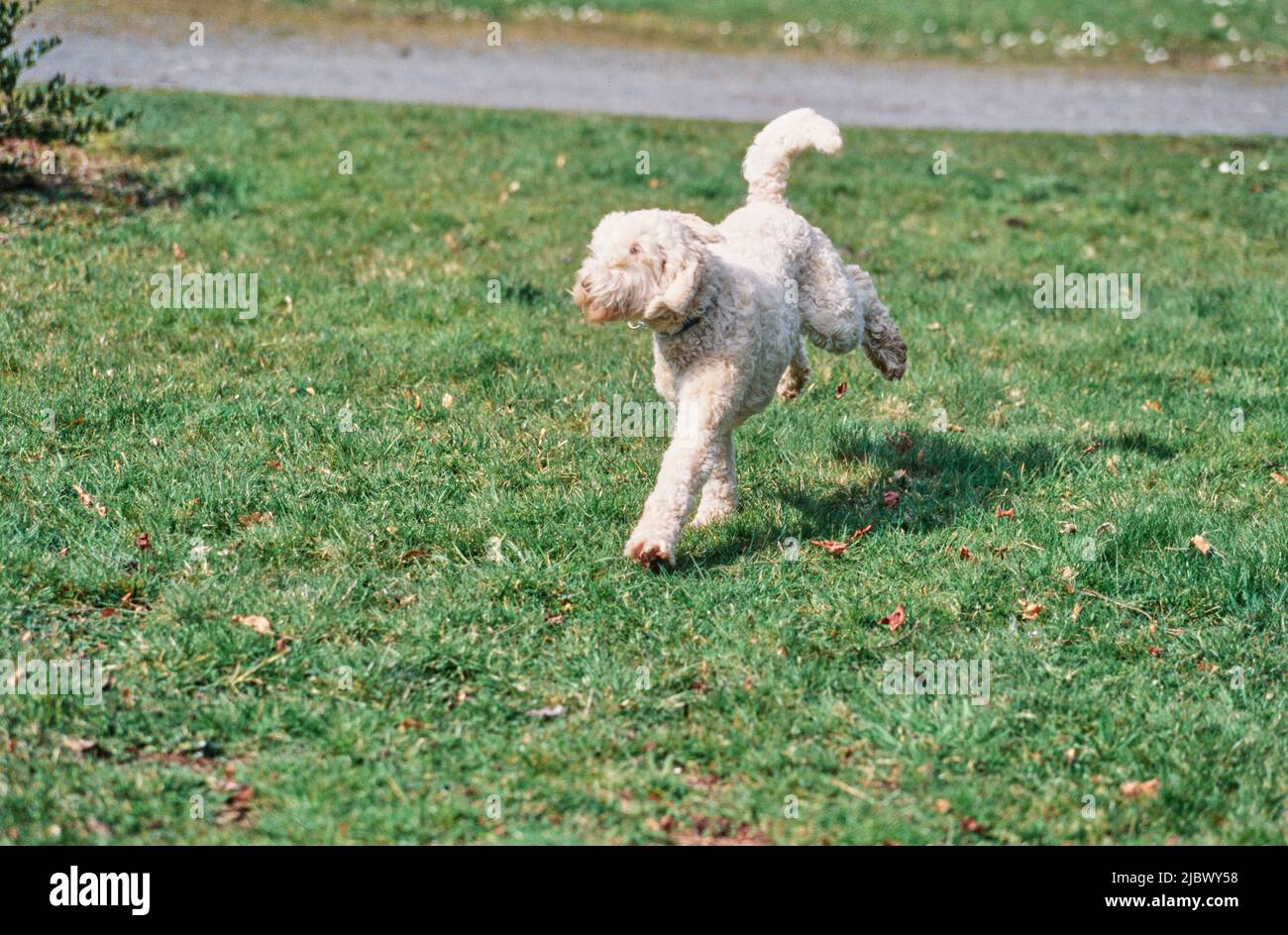 A Labradoodle on grass Stock Photo Alamy