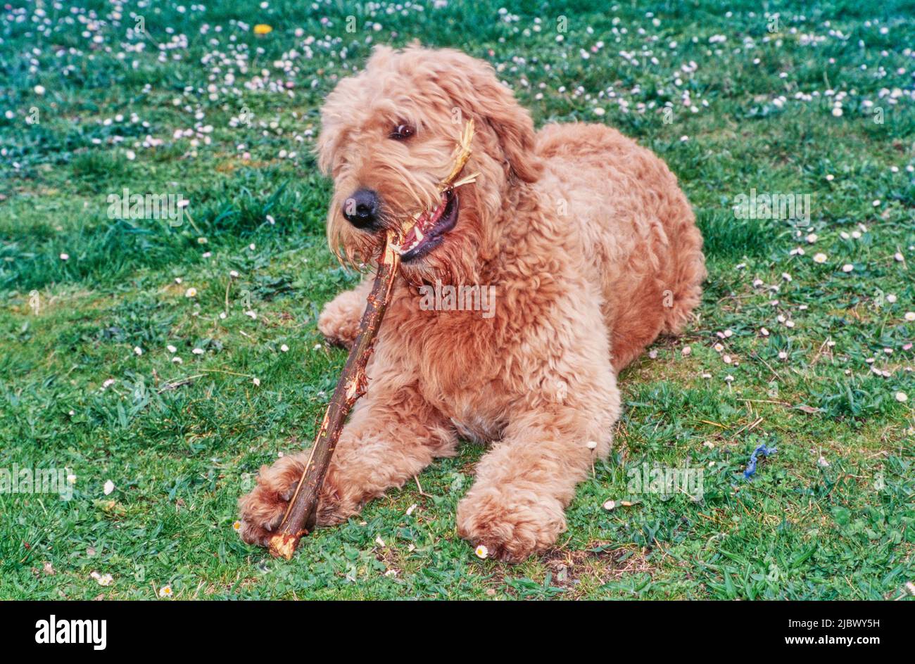 A Labradoodle on grass Stock Photo Alamy