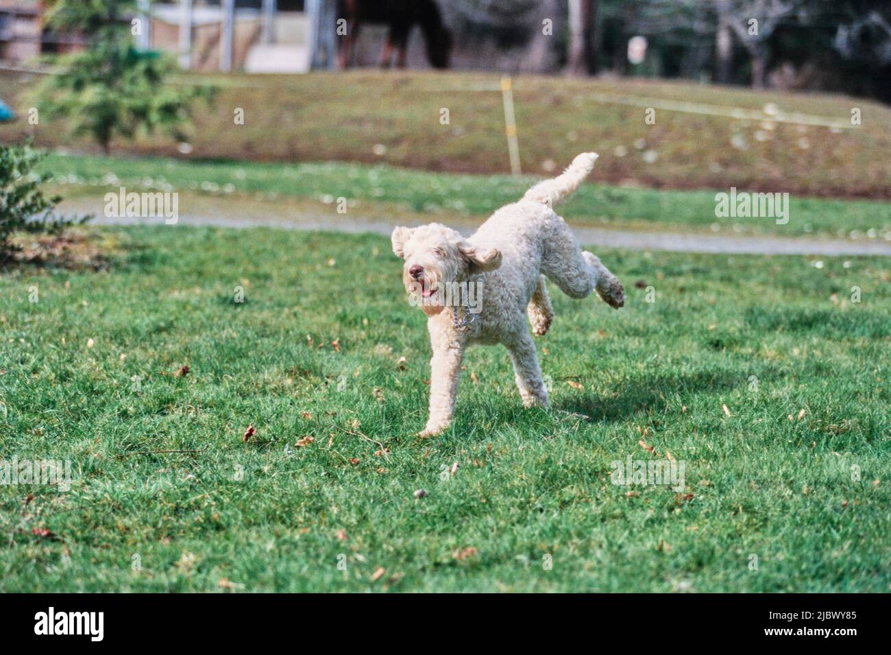 A Labradoodle on grass Stock Photo Alamy