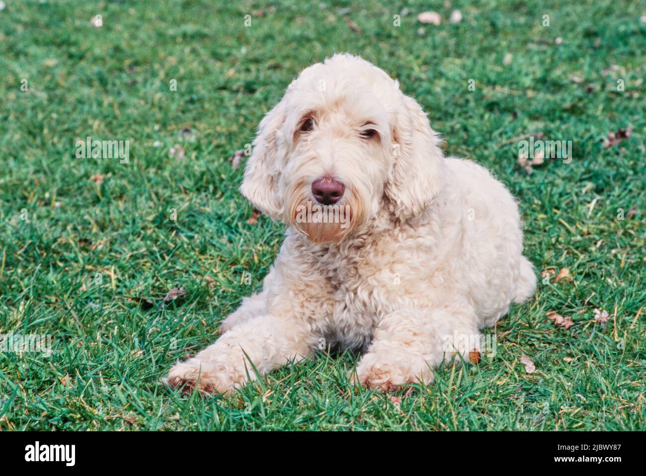 A Labradoodle on grass Stock Photo Alamy