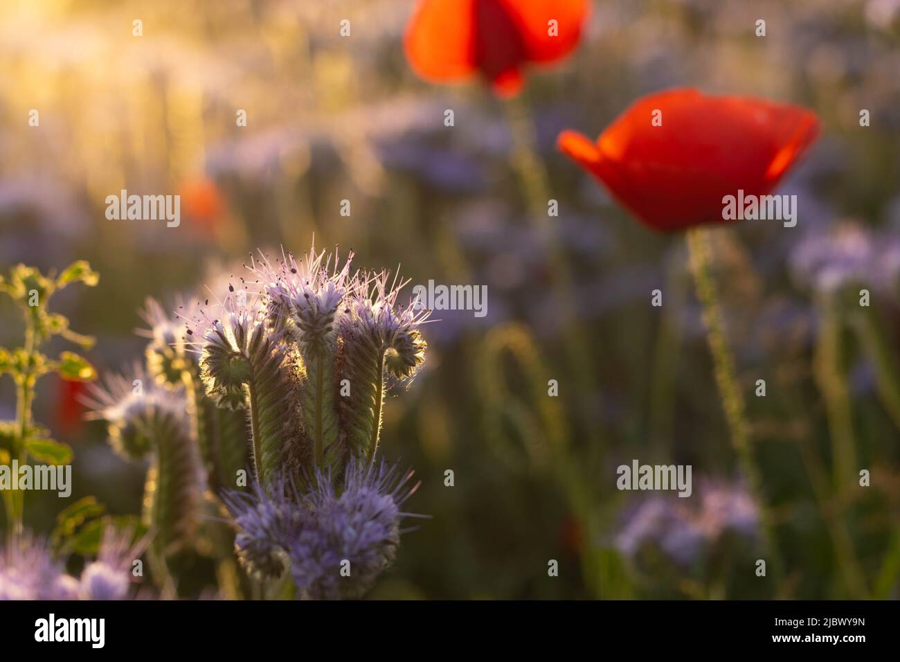 Crop field with poppy flowers in spring Stock Photo - Alamy