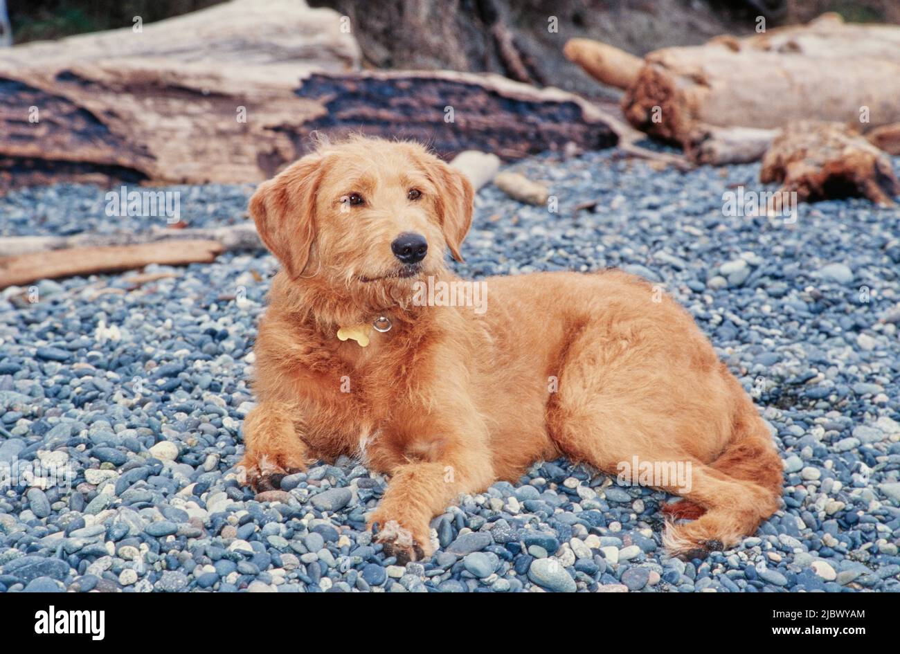 A Labradoodle On Rocks Stock Photo Alamy