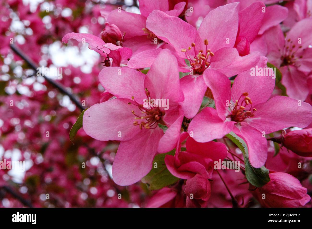Beautiful pink sakura flowers close hi-res stock photography and images ...
