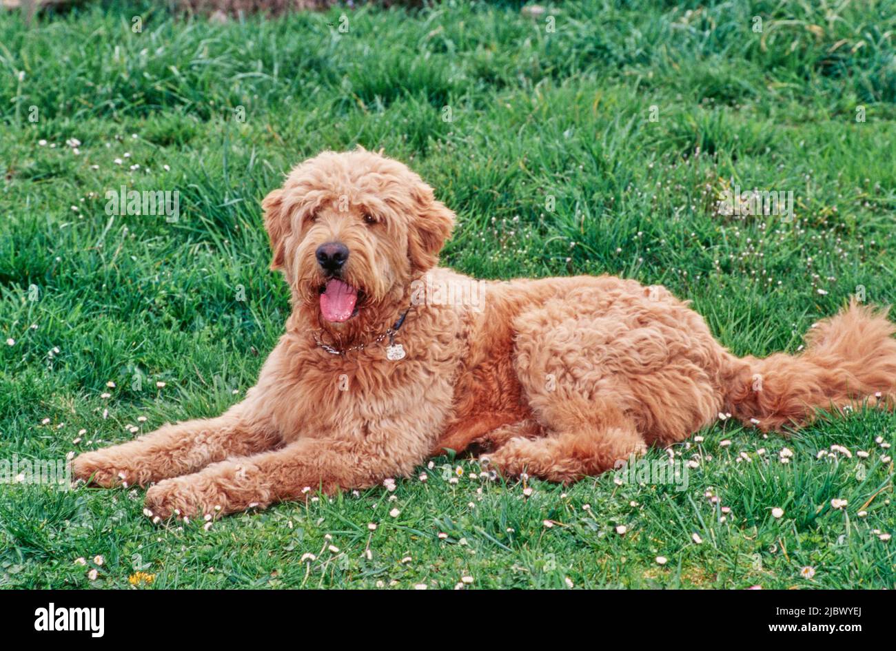 A Labradoodle on grass Stock Photo Alamy