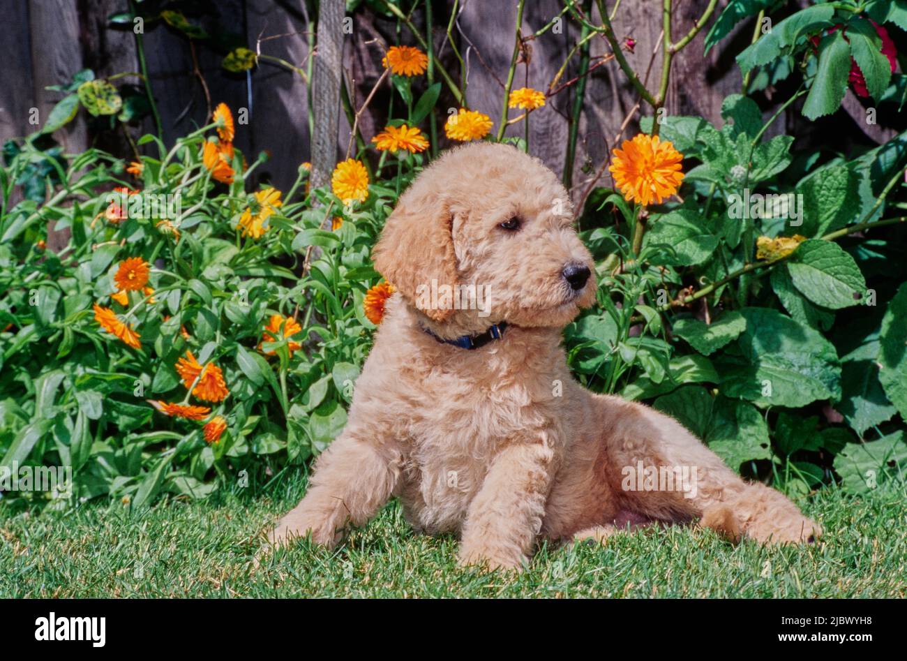 A Labradoodle puppy on grass Stock Photo Alamy
