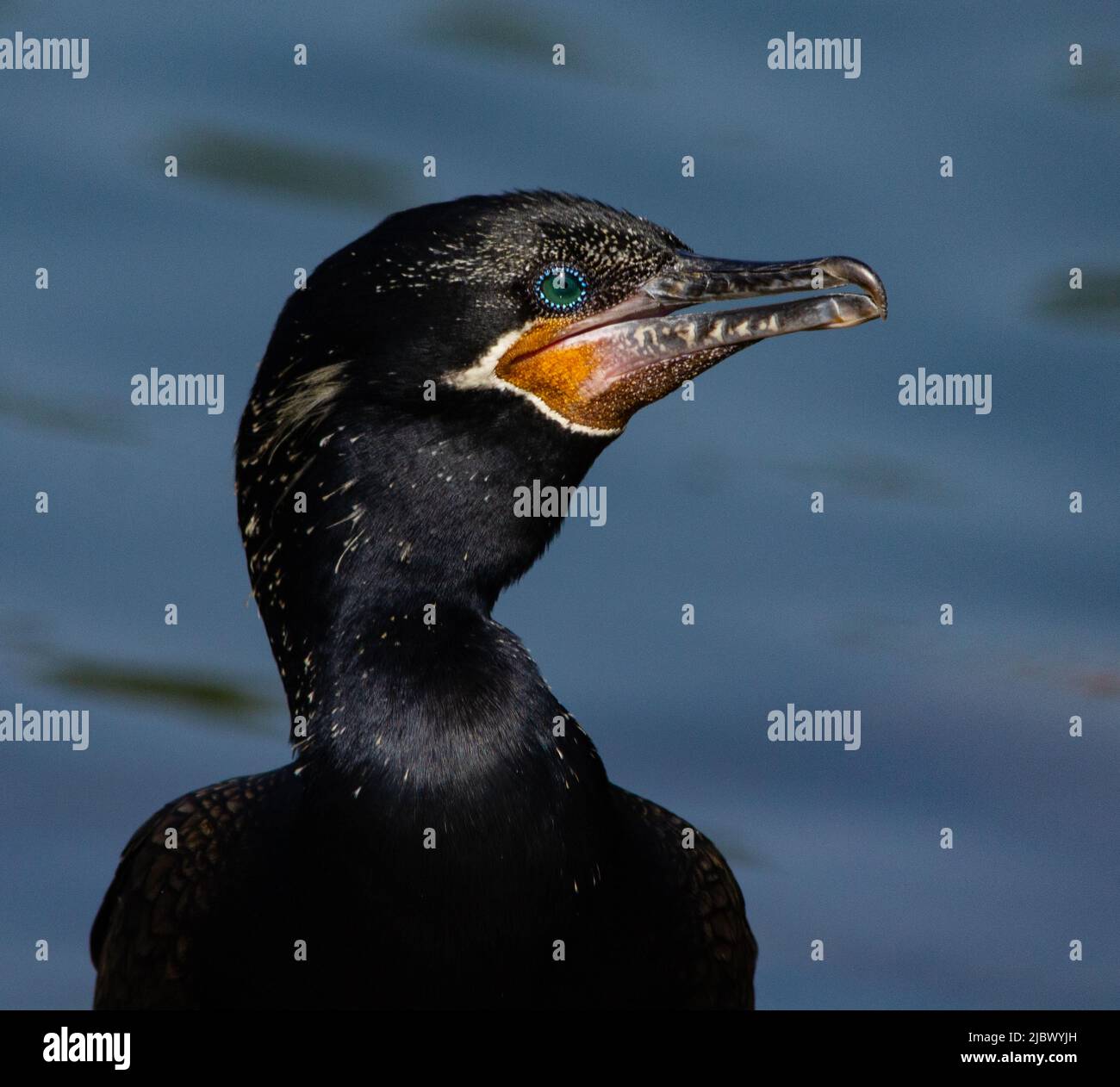 More birds of brazil Stock Photo