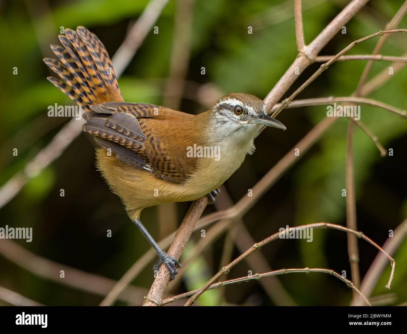 Birds of Brazil Stock Photo