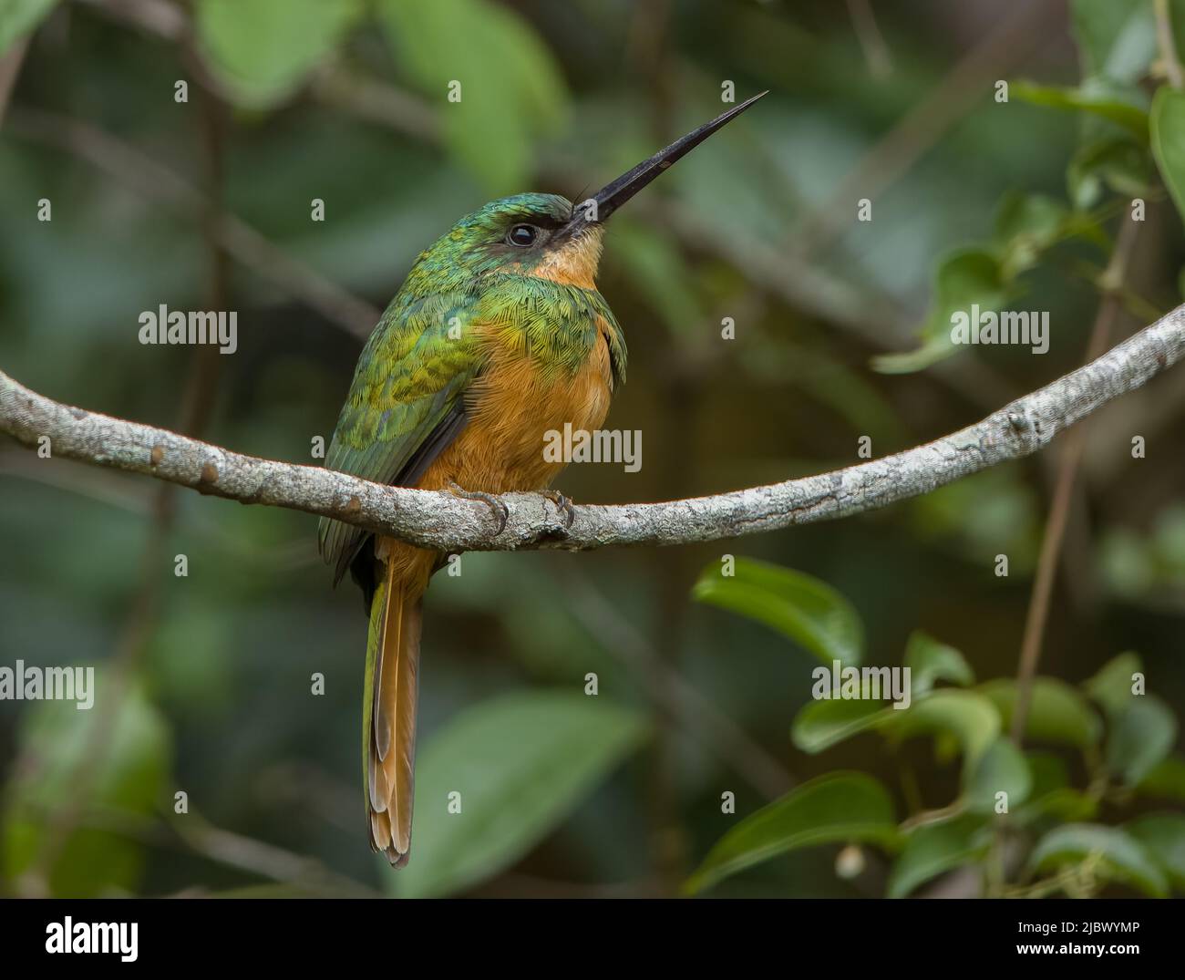 Ariramba-de-cauda-ruiva. Stock Photo