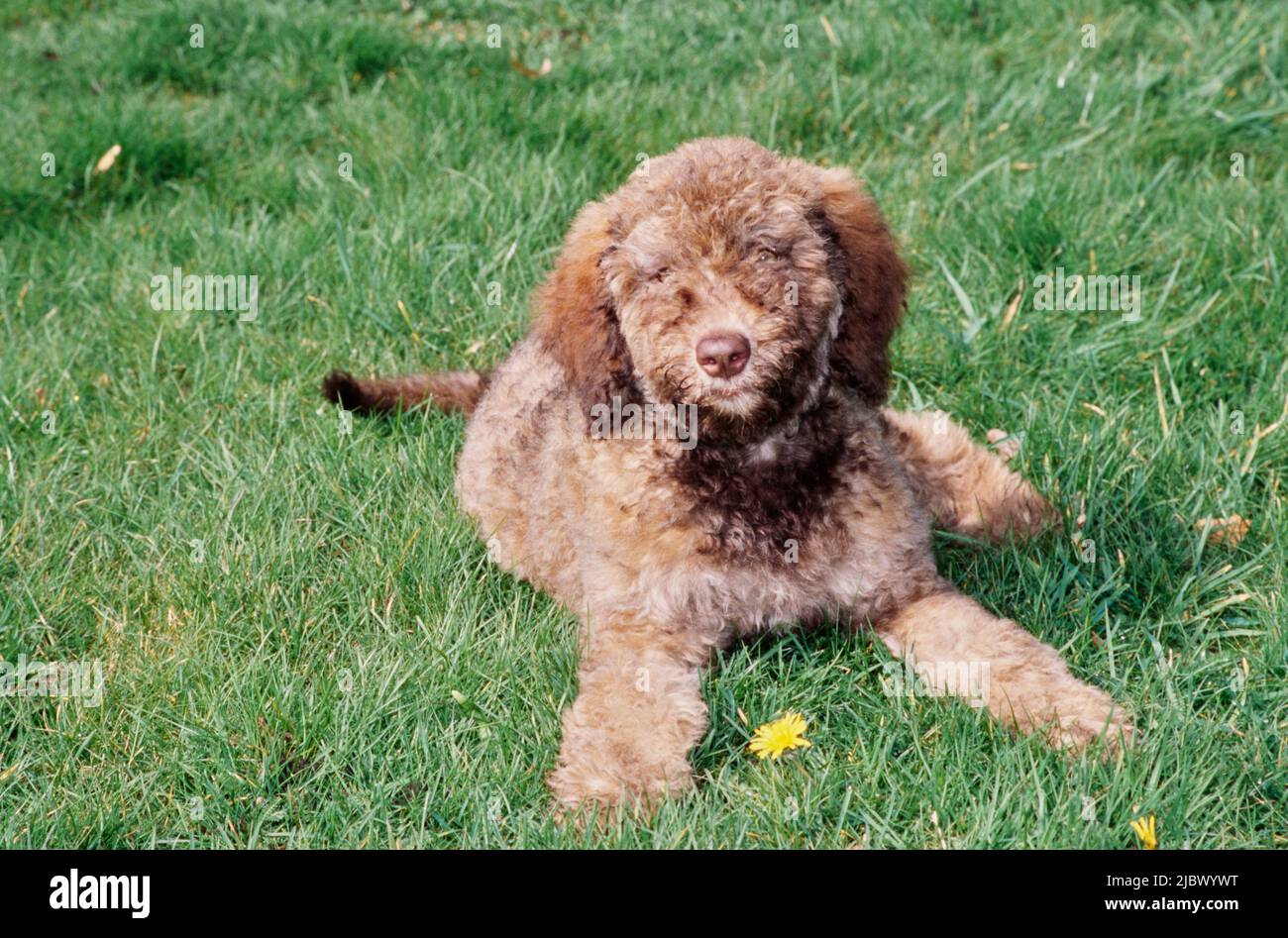 A Labradoodle on grass Stock Photo Alamy
