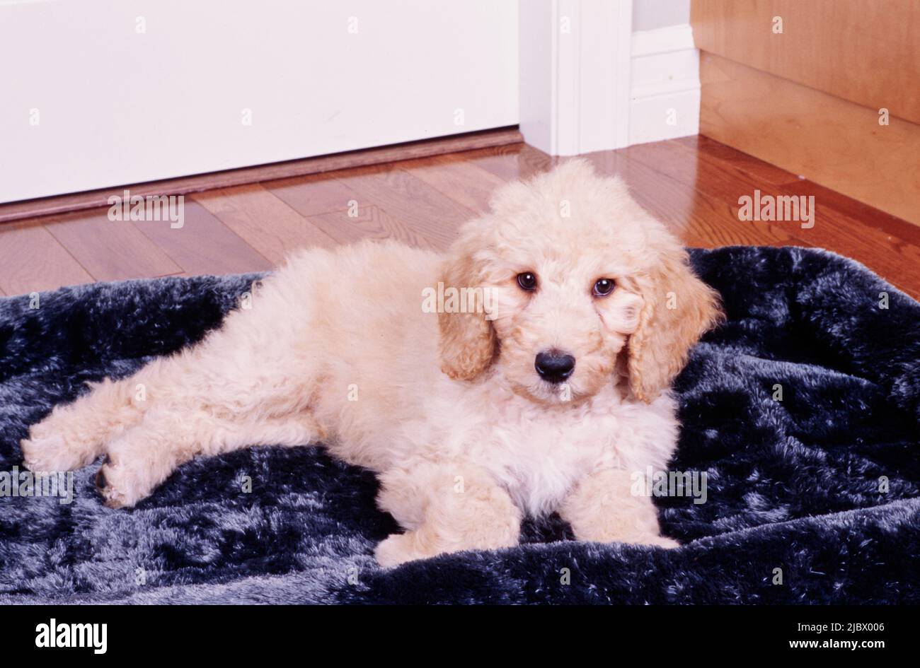 A Labradoodle puppy on a dog bed Stock Photo Alamy