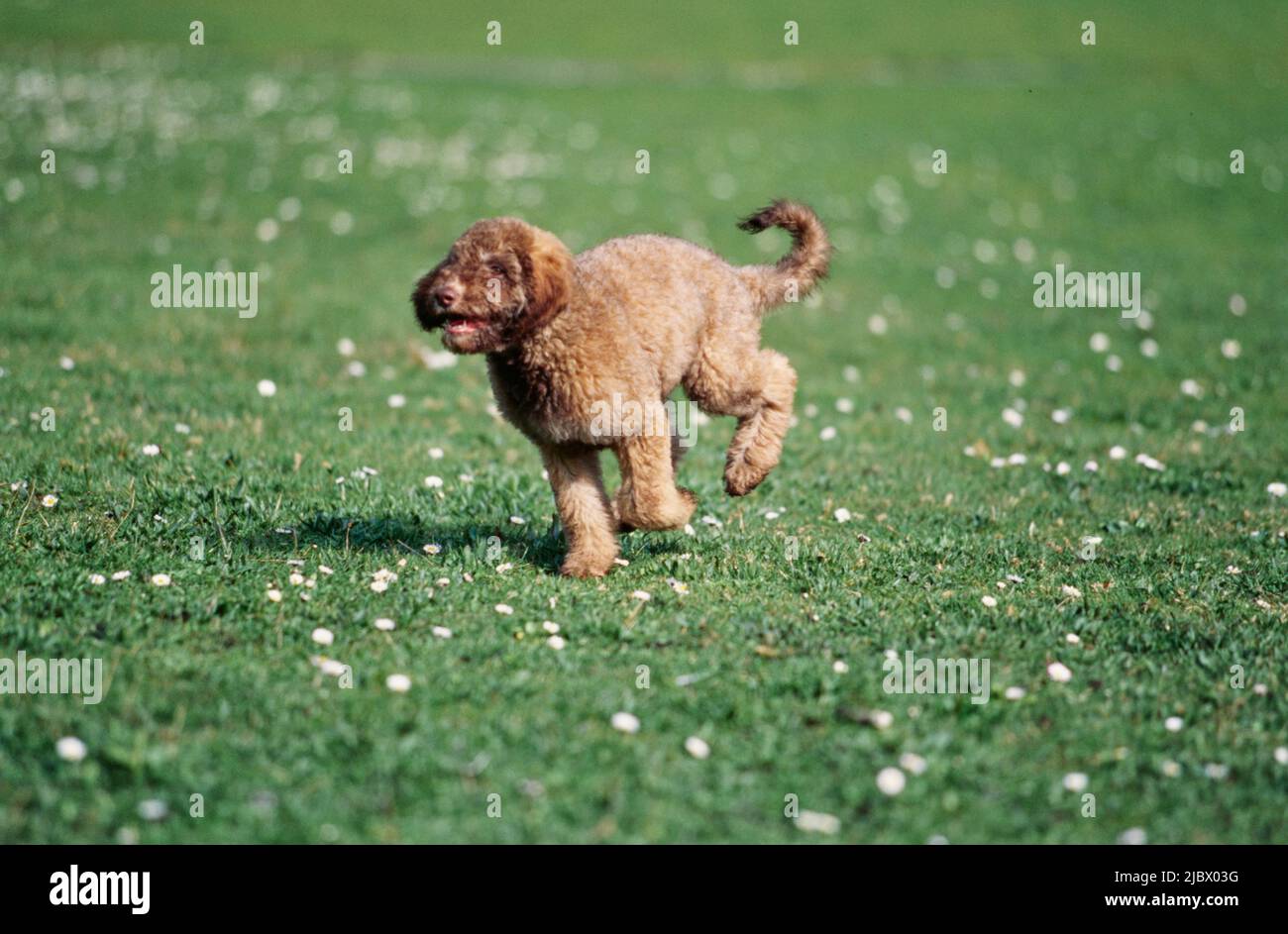 A Labradoodle puppy on grass Stock Photo Alamy