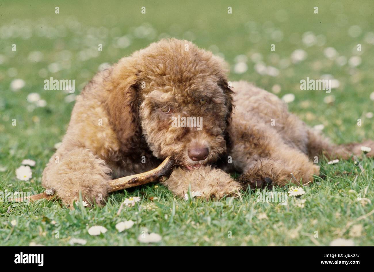 A Labradoodle on grass Stock Photo Alamy
