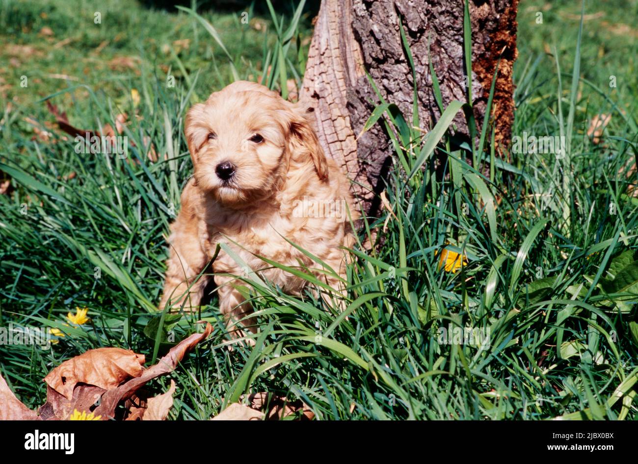 A Labradoodle puppy in grass Stock Photo Alamy