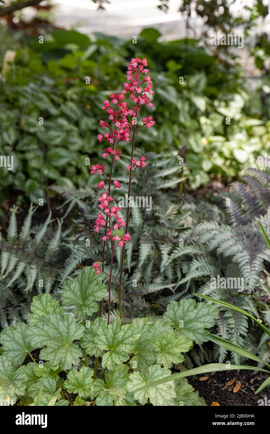 Red heuchera flowers blooming in a shade garden Stock Photo