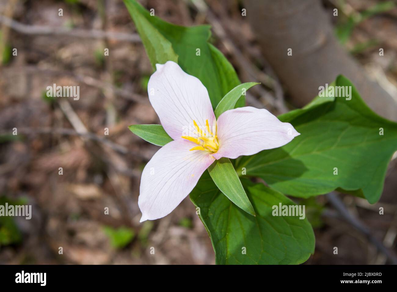 A single Western Trillium (Trillium ovatum) flower blooming on the forest floor in Eastern Washington, USA. Stock Photo