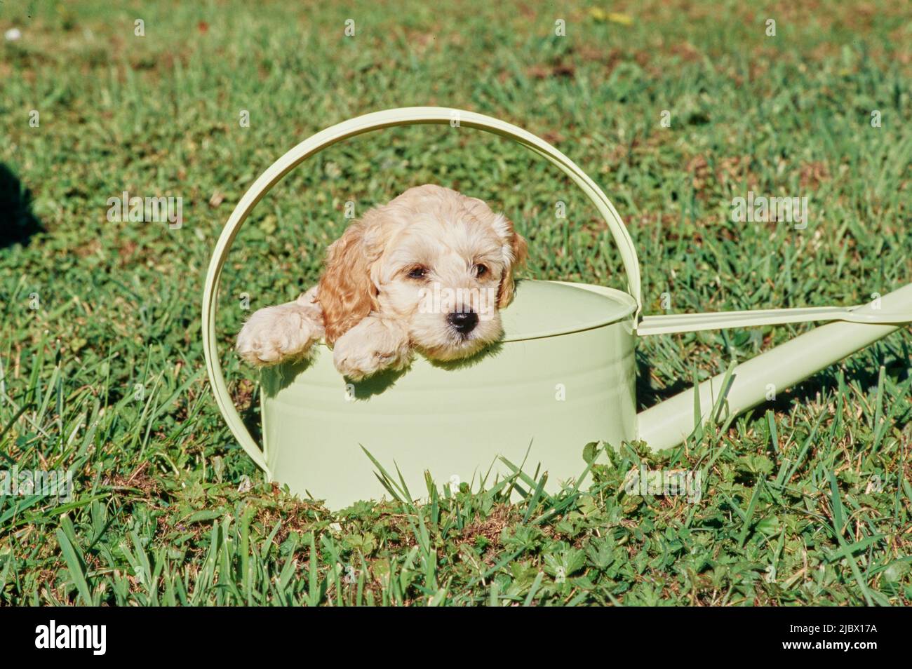 A Labradoodle puppy in a watering can Stock Photo Alamy