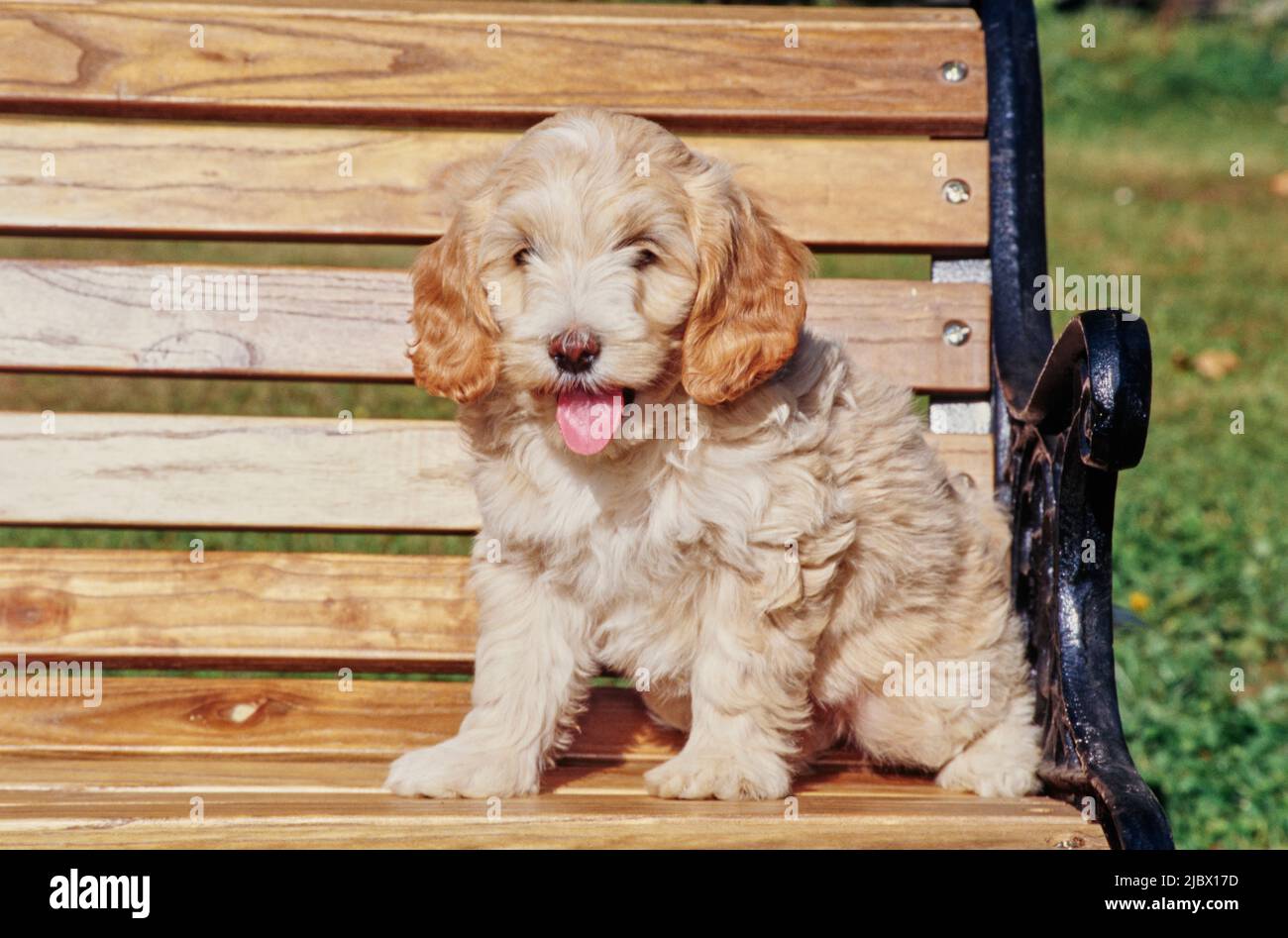 A Labradoodle puppy on a bench Stock Photo - Alamy