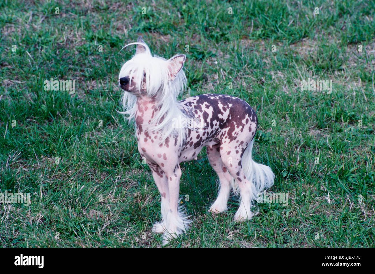 chinesischer Schopfpuderquast haarlos